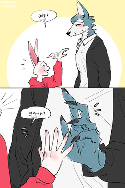 anthro blush claws comparing duo female fur male shy size_difference mungz_bt beastars haru_(beastars) legoshi_(beastars) canid canine canis domestic_rabbit dwarf_rabbit lagomorph leporid mammal oryctolagus rabbit wolf hi_res