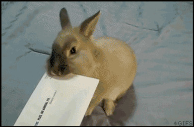ambiguous_gender disembodied_hand duo envelope feral nom real solo_focus unknown_artist human lagomorph leporid mammal rabbit animated grandfathered_content low_res