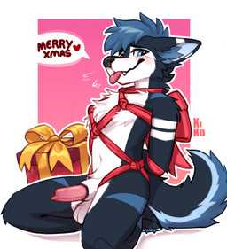 animal_genitalia anthro balls bdsm blep blue_body blue_eyes blue_fur blue_hair blush bondage bound flustered fur genitals gift hair holidays kneeling knot knotted_penis male multicolored_body multicolored_fur nude penis penis_tip presenting restraints rope rope_bondage sheath shy solo speech_bubble tongue tongue_out fenneckiro vikohusky canid canine canis domestic_dog husky mammal nordic_sled_dog spitz absurd_res hi_res