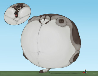 anthro belly duo hose hose_inflation inflation male male/male spherical_inflation kolejarz245 diabolos_wolf oleg_(kolejarz245) canid canine canis domestic_dog german_shepherd herding_dog mammal pastoral_dog wolf hi_res