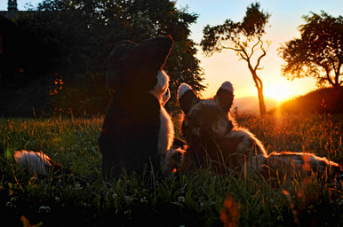 ambiguous_gender anthro clothed clothing costume detailed_background duo fursuit outside photo_background plant real romantic romantic_ambiance romantic_couple scenery sunset tree wood unknown_artist canid canine fox mammal grandfathered_content photography_(artwork)
