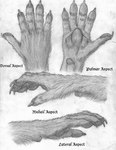 4_fingers anatomy anthro claws diagram fingers high-angle_view low-angle_view paws side_view solo text russell_tuller mythology canid canine canis domestic_dog mammal mythological_canine mythological_creature werecanid werecanine werecreature werewolf wolf biological_illustration english_text graphite_(artwork) model_sheet monochrome sketch technical_illustration traditional_media_(artwork)