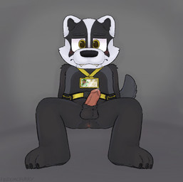accessories_only anthro anus belt black_body black_fur closed_frown eyebrows frown fur genitals grey_background id_card lanyard looking_at_viewer male mouth_closed multicolored_body multicolored_fur penis simple_background solo tail teeth_showing utility_belt yellow_eyes felixmcfurry fazbear_fanverse popgoes popgoes_evergreen blake_the_badger badger european_badger mammal meles mustelid musteline digital_media_(artwork) hi_res procreate_(artwork)