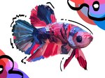 ambiguous_gender beady_eyes blue_body feral fin multicolored_body multicolored_scales red_body scales simple_background solo white_background natedhernandez real_world betta_(genus) fish gourami marine siamese_fighting_fish 4:3 hi_res portrait