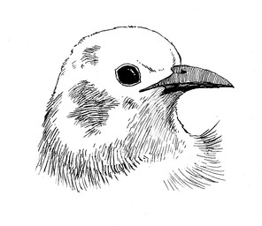 ambiguous_gender beak black_beak black_line_art black_sclera feathers feral mouth_closed side_view simple_background solo white_background 4chan_anon avian bird 2025 black_and_white bust_portrait digital_drawing_(artwork) digital_media_(artwork) half-length_portrait monochrome portrait