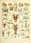 ambiguous_gender feral not_furry pincers text adolphe_millot public_domain arthropod crab crustacean decapoda hermit_crab lobster malacostracan mantis_shrimp marine shrimp absurd_res ancient_art biological_illustration hi_res technical_illustration traditional_media_(artwork) zoological_illustration