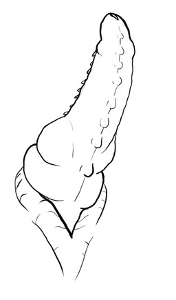 close-up disembodied_penis erection frill_(anatomy) genital_shot genitals knot male membrane_(anatomy) membranous_frill multi_genitalia multi_knot penis penis_shot solo studs ask-a-deathclaw_(artist) monochrome