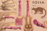 2018 3:2 anatomically_correct anatomically_correct_genitalia anatomically_correct_penis anatomy anatomy_reference animal_genitalia animal_penis anus balls cheepard close-up detailed digital_media_(artwork) disembodied_penis english_text erection euplerid feet feral flared_penis fossa fossa_penis fully_sheathed fur genitals hi_res information knot long_penis male mammal measurement measurements meme metric_unit model_sheet multiple_images nude number penile_spines penis penis_measurement penis_sheet penis_shot penis_tip pink_penis reference_guide sheath simple_background solo species_name species_sheet standing tail text the_more_you_know