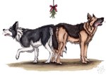 anal anal_knotting anal_penetration anatomically_correct anatomically_correct_genitalia anatomically_correct_penis animal_genitalia animal_penis ass_to_ass balls black_body black_fur blue_eyes brown_body brown_fur canine_genitalia canine_penis canine_turn duo erection eyes_closed feral feral_on_feral feral_penetrated feral_penetrating feral_penetrating_feral fur genitals intraspecies knot knot_root knotted_penis knotting male male/male male_penetrated male_penetrating male_penetrating_male mutual_knotting mutual_penetration open_mouth orange_body orange_fur penetration penile penile_penetration penis penis_in_ass red_tongue sex side_view simple_background tongue white_background white_body white_fur kola_(artist) border_collie canid canine canis collie domestic_dog german_shepherd herding_dog mammal pastoral_dog sheepdog traditional_media_(artwork)