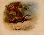 ambiguous_gender brown_body brown_fur fallen_leaves feral fur loose_feather outside quadruped solo text white_body white_fur archibald_thorburn public_domain least_weasel mammal mustelid musteline true_musteline weasel 1918 20th_century 5:4 ancient_art biological_illustration english_text hi_res signature technical_illustration traditional_media_(artwork) zoological_illustration