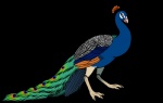 2016 alpha_channel avian beak bird blue_body blue_feathers conditional_dnp digital_media_(artwork) e621 feathered_wings feathers feet feral galliform green_body green_feathers head_crest knotty_curls looking_at_viewer male mascot orange_body orange_eyes orange_feathers peacock_feather peafowl phasianid ratte simple_background solo standing talons toes transparent_background wings