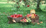 apple applejack_(mlp) blonde_hair clothing crate day earth_pony equid equine female feral food friendship_is_magic fruit grass green_eyes hair hasbro hat headgear headwear hi_res horse mammal mixed_media my_little_pony plant ponies_in_real_life pony real solo tree unknown_artist wheelbarrow wood