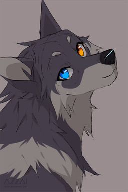ambiguous_gender black_nose blue_eyes eyelashes feral fur grey_background grey_body grey_fur grey_markings heterochromia long_snout looking_at_viewer looking_back looking_back_at_viewer markings orange_eyes rear_view simple_background smile smiling_at_viewer snout solo azzai azzai_wanderia_(azzai) canid canine canis mammal wolf 2019 cel_shading colored colored_sketch digital_drawing_(artwork) digital_media_(artwork) shaded sketch
