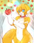 anthro apple apple_tree blue_eyes breasts collar featureless_crotch female fingers fluffy fluffy_tail food fruit fruit_tree fur hair holding_object kemono looking_at_viewer mostly_nude multicolored_body multicolored_fur navel open_mouth plant short_hair solo tail translucent translucent_hair tree white_body white_fur yellow_body yellow_fur nasheru butter_(nasheru) canid canine canis domestic_dog mammal 2013 4:5 absurd_res hi_res