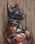 anthro asphyxiation bdsm black_collar bondage bound breath_play collar gag isolation latex leather mask muzzle_(object) sensory_deprivation solo kolkolukija skylar_(redfeatherstorm) canid canine canis domestic_dog mammal 2018