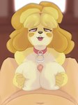 2021 absurd_res animal_crossing anthro anthro_focus bbravaa big_breasts breast_play breast_squish breasts canid canine canis collar collar_only domestic_dog duo faceless_character faceless_human faceless_male female female_focus female_on_human first_person_view front_view genitals heart_eyes heart_symbol hi_res human human_on_anthro human_pov interspecies isabelle_(animal_crossing) looking_at_viewer male male/female male_on_anthro male_pov mammal nintendo nude penis sex shih_tzu solo_focus squish titfuck tongue tongue_out toy_dog