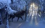 ambiguous_gender black_body black_fur black_nose day detailed_background feral forest fur outside paws plant purple_eyes quadruped snow solo standing tree winter ostinlein canid canine canis mammal wolf 16:10 hi_res widescreen