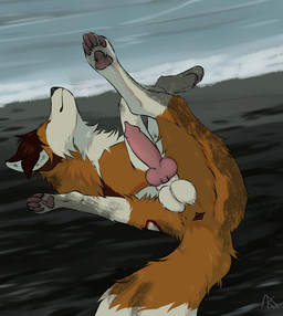 anatomically_correct_feral animal_genitalia animal_penis anus balls canine_genitalia canine_penis erection feral fur genitals knot knotted_penis lying male on_back orange_body orange_fur penis solo midzushiro electro-fox canid canine fox mammal red_fox true_fox 2026 hi_res