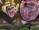 ambiguous_gender animal_genitalia animal_penis anthro blue_eyes bodily_fluids brown_eyes canine_genitalia canine_penis cheek_tuft cutaway duo erection eyes_closed facial_tuft fangs feral fur genitals grass grey_body grey_fur in_mouth male narrowed_eyes nude open_mouth oral_vore outside penis plant red_penis saliva saliva_on_tongue teeth tuft vore white_body white_fur acidic mythology nematious_(character) silas_zeranous canid canine dragon furred_dragon furred_scalie mammal mythological_creature mythological_scalie scalie