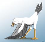 ambiguous_gender avian_butt beak bent_over feathered_wings feathers feral gradient_background green_eyes open_mouth side_view simple_background solo tail tail_feathers white_body white_feathers winged_arms wings tuke avian bird gull lari larid 2016 digital_media_(artwork) hi_res