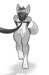 anthro balls blindfold collar countershading erection gag genitals leash leash_pull leashed_collar male penis solo zinnick warrenfox canid canine fox mammal hi_res monochrome