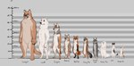 amber_eyes ambiguous_gender anthro brown_eyes chart comparison crossed_arms front_view green_eyes grey_background group lineup looking_aside looking_at_viewer navel nude semi-anthro simple_background size_chart standing tagging_guidelines_illustrated text winter_pelt folvondusque arctic_fox bobcat canada_lynx canid canine canis cougar coyote felid feline fox grey_fox lynx mammal red_fox true_fox urocyon wolf english_text hi_res model_sheet sketch species_name