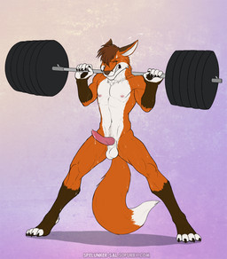 abs animal_genitalia animal_penis anthro athletic balls biped bodily_fluids brown_body brown_fur brown_hair brown_nose canine_genitalia canine_penis claws clenched_teeth digitigrade erection exercise eyes_closed fangs feet fur genital_fluids genitals hair holding_object knot leg_markings male markings muscular muscular_anthro nipples nude nude_workout penis pose precum quads sheath socks_(marking) solo spread_legs spreading standing sweat teeth toe_claws toeless_(marking) vein weightlifting weights white_balls white_body white_fur workout spelunker_sal canid canine fox mammal