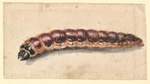 ambiguous_gender brown_body brown_exoskeleton exoskeleton feral high-angle_view larva mandibles side_view simple_background solo tan_background jan_vincentsz_van_der_vinne arthropod caterpillar insect 17th_century ancient_art artist_name formal_art hi_res painting_(artwork) traditional_media_(artwork) watercolor_(artwork)