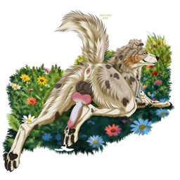 anatomically_correct anatomically_correct_genitalia anatomically_correct_penis anus blue_eyes bodily_fluids butt cum cum_on_feet feet feral genital_fluids genitals looking_at_viewer male paws penis raised_tail rear_view tail msdeadsoul rikuroo australian_shepherd canid canine canis cattledog domestic_dog herding_dog mammal pastoral_dog sheepdog 1:1 absurd_res hi_res
