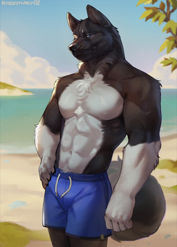 anthro bare_chest beach black_body black_fur blue_bottomwear blue_clothing blue_eyes blue_shorts bottomwear clothed clothing curled_tail fur male muscular muscular_male outside sand shorts solo swimming_trunks swimwear tail water white_body white_fur rosemary02 akitawash akita american_akita canid canine canis domestic_dog mammal spitz hi_res