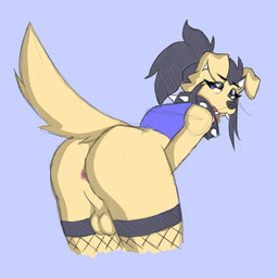 anthro anus backsack balls bent_over black_hair blue_background butt clothing collar crop_top fishnet_clothing fishnet_legwear fishnet_thigh_highs fur genitals gynomorph hair intersex legwear looking_at_viewer looking_back looking_back_at_viewer open_mouth pink_anus raised_tail shirt simple_background solo spiked_collar spikes tail thigh_highs topwear wearing_collar white_inner_ear yellow_body yellow_fur cecildeatrio cecile_(cecildeatrio) bird_dog canid canine canis domestic_dog golden_retriever hunting_dog mammal retriever 2025 digital_drawing_(artwork) digital_media_(artwork) english_description hi_res sketch