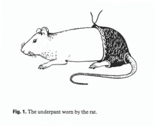 clothed clothed_feral clothing feral fur furgonomics male science side_view simple_background smile solo tail tail_clothing topless underwear what what_has_science_done whiskers white_background dr._ahmed_shafik mammal murid murine rat rodent black_and_white low_res monochrome