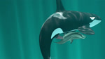 16:9 2019 3d_(artwork) 3d_animation abdominal_bulge anal anal_penetration animal_genitalia animal_penis animated big_dom_small_sub blue_theme cetacean cetacean_genitalia cetacean_penis close-up digital_media_(artwork) dolphin dominant dominant_feral dominant_male duo erection feral feral_on_feral feral_penetrated feral_penetrating feral_penetrating_feral fully/fully_submerged fully_submerged genitals huge_filesize larger_feral larger_male long_playtime male male/male male_penetrated male_penetrating male_penetrating_male mammal marine multiple_angles no_sound oceanic_dolphin orca penetration penis predator/prey predator_penetrating_prey sex sex_in_water side_view size_difference smaller_feral smaller_male smaller_penetrated solo_focus submissive submissive_feral submissive_male tapering_penis tasuric text toothed_whale underwater underwater_sex url water watermark webm widescreen