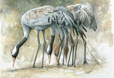 black_body black_feathers feathers feral grey_body grey_feathers group pecking tan_body tan_feathers renum63 avian bird crane_(bird) gruiform 2014 acrylic_painting_(artwork) detailed painting_(artwork) traditional_media_(artwork) traditional_painting_(artwork)