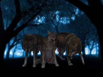 dark detailed_background erection feral forest genitals group male nature outside penis plant tree thealmightysear canid canine canis mammal wolf 4:3