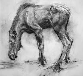 black_body female feral looking_away simple_background solo standing white_background geordie_millar deer mammal moose new_world_deer 2006 charcoal_(artwork) formal_art monochrome traditional_media_(artwork)