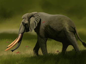 ambiguous_gender feral grass grass_field grey_body grey_skin nature outside plant proboscis_(anatomy) quadruped solo trunk_(anatomy) tusks walking agustindiazart ambient_bird elephantid mammal palaeoloxodon prehistoric_species proboscidean 2021 4:3 hi_res