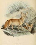 ambiguous_gender big_ears black_nose brown_eyes claws detailed_background digitigrade duo feral fur no_sclera nude outside quadruped standing tan_body tan_fur text toe_claws j._g._keulemans canid canine fennec_fox fox mammal true_fox 1890 19th_century ancient_art artist_name english_text hi_res species_name traditional_media_(artwork)