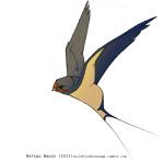 2015 ambiguous_gender avian barn_swallow beak biped bird black_eyes blue_body blue_feathers blue_tail blue_wings countershade_tail countershade_torso countershade_wings countershading digital_drawing_(artwork) digital_media_(artwork) feathered_wings feathers feral flying forked_tail full-length_portrait grey_body grey_feathers grey_wings hirundinid jamminbison midair multicolored_body multicolored_feathers multicolored_wings oscine passerine portrait red_body red_feathers simple_background solo swallow_(bird) tail tail_feathers tan_beak tan_body tan_countershading tan_feathers tan_tail tan_wings text toony two_tone_tail unusual_anatomy unusual_tail url white_background winged_arms wings