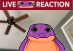 anthro big_eyes ceiling_fan countershading electric_fan eyebrows eyelashes female female_anthro front_view header humor inside livestream looking_at_viewer pleading_eyes real smile snake_hood solo text ncs live_reaction_(meme) keeshee cobra lamarian reptile scalie snake 2022 english_text hi_res meme reaction_image