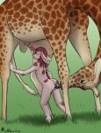 anatomically_correct anatomically_correct_genitalia anatomically_correct_penis animal_genitalia animal_penis anthro anthro_on_feral balls bestiality blush bodily_fluids butt cunnilingus digital_media_(artwork) duo erection female female_on_feral feral fur genital_fluids genitals giraffe giraffe_genitalia giraffe_penis giraffid hair handjob hi_res interspecies lagomorph leporid looking_back male male/female male_on_anthro mammal mushbun mushbun_(character) nude oral penile penis penis_grab precum rabbit red_hair sex sheath size_difference tail tongue tongue_out vaginal