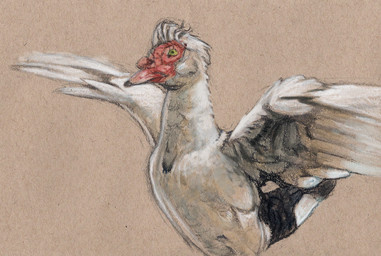 ambiguous_gender beak beak_closed biped brown_background feathers feral front_view green_eyes looking_aside mouth_closed paper_background pupils red_body simple_background solo spread_wings tail tail_feathers white_body white_feathers wings deriaz anatid anseriform avian bird duck muscovy_duck 2014 colored graphite_(artwork) portrait three-quarter_portrait traditional_media_(artwork)