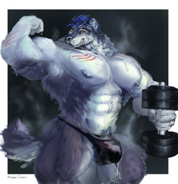 anthro biceps big_bulge big_muscles big_pecs biped blue_hair bodily_fluids bulge clothed clothing dripping dumbbell facial_scar fur genital_fluids grey_body grey_fur hair holding_object huge_muscles huge_pecs male male_anthro muscular muscular_male nipples pecs precum precum_drip scar solo speedo speedo_only standing steam sweat swimwear topless weights drakei tokitechie canid canine canis mammal wolf hi_res