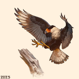 brown_body brown_feathers feathers feral landing simple_background solo spread_wings white_background white_body white_feathers white_tail_feathers white_wings wings alexpahomov avian bird caracara crested_caracara falconid 1:1 2025 digital_media_(artwork) digital_painting_(artwork) painting_(artwork)