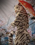 anthro cherry_blossom female flower fur looking_aside looking_down nude outside parasol plant prunus_(flower) solo tail sherwood felid mammal pantherine tiger 2022 3d_(artwork) digital_media_(artwork) hi_res