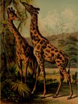 ambiguous_gender animal_genitalia duo feral genitals hooves horn long_neck male ossicone plant quadruped sheath tail tail_tuft tree tuft hugh_craig public_domain giraffe giraffid mammal 1897 19th_century absurd_res ancient_art hi_res traditional_media_(artwork)