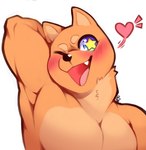 blush cute_fangs fangs fur happy heart_symbol looking_at_viewer orange_body orange_fur pecs simple_background solo star_eyes tan_body tan_fur teeth triceps white_background buffpup_(artist) vchiban vtuber buffpup canid canine canis domestic_dog mammal shiba_inu spitz digital_media_(artwork) hi_res shaded