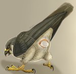 animal_genitalia avian_butt avian_feet beak bent_over cloaca egg feet female feral genitals looking_at_viewer looking_back looking_back_at_viewer oviposition simple_background smile solo talons toes wingz31 avian bird falcon falconid peregrine_falcon hi_res