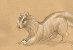 claws digitigrade feral pokeball quadruped solo cadmiumtea nintendo pokemon generation_3_pokemon linoone mammal mustelid pokemon_(species) traditional_media_(artwork)