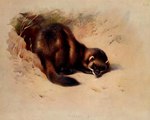 ambiguous_gender beady_eyes black_body black_fur black_nose brown_body brown_fur feral fur hole_(pit) looking_at_viewer no_sclera nude outside quadruped solo text whiskers archibald_thorburn public_domain european_polecat mammal mustelid musteline true_musteline weasel 1918 20th_century 5:4 ancient_art biological_illustration dated english_text hi_res signature technical_illustration zoological_illustration